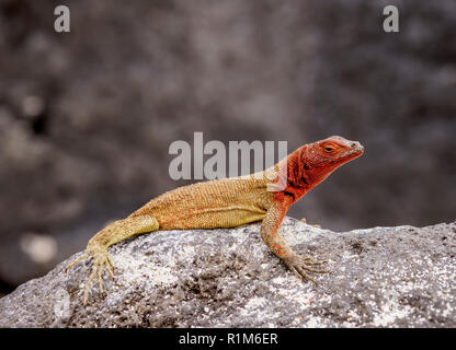 Microlophus delanonis (lézard de lave), Punta Suarez, Espanola ou du capot, l'île de Galapagos, Equateur Banque D'Images