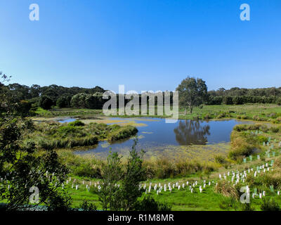 Lac dans un parc, Coala Philip Island, Victoria, Australie Banque D'Images