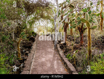 Opuntia echios et palo santo arbres par La Tortuga Bay trail, Santa Cruz ou l'île des Galapagos, infatigable, Equateur Banque D'Images