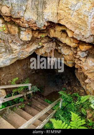 Tunnel de lave, El chato, des montagnes de Santa Cruz ou île infatigable, Galapagos, Equateur Banque D'Images