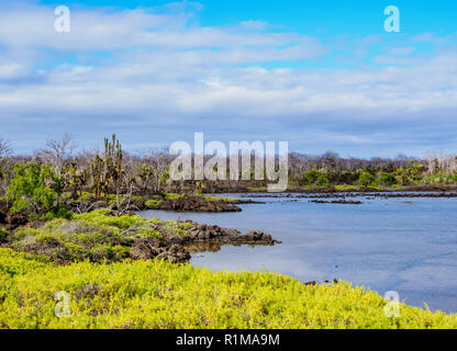 Lagoon par le Dragon Hill, Santa Cruz ou île infatigable, Galapagos, Equateur Banque D'Images