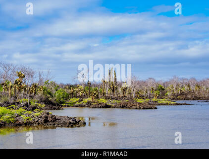 Lagoon par le Dragon Hill, Santa Cruz ou île infatigable, Galapagos, Equateur Banque D'Images