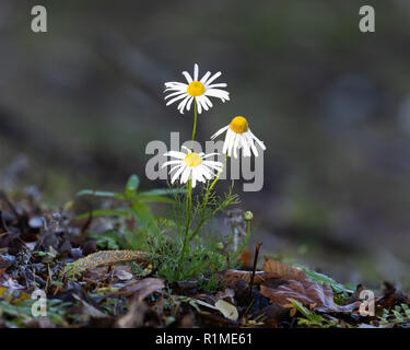 Trois fleurs de camomille matricaire maritime, avec des pétales blancs et éclairés par le soleil, de pousser sur le sol au milieu des bois orange et brun de feuilles mortes. Banque D'Images