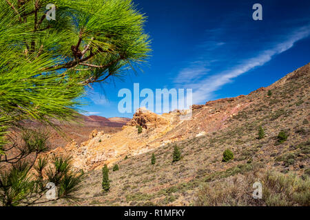 Secteur de pins, Pinus canariensis et formations de roche volcanique sur les flancs de la manga, par Las Canadas del Teide National Park, Tenerife, Canar Banque D'Images