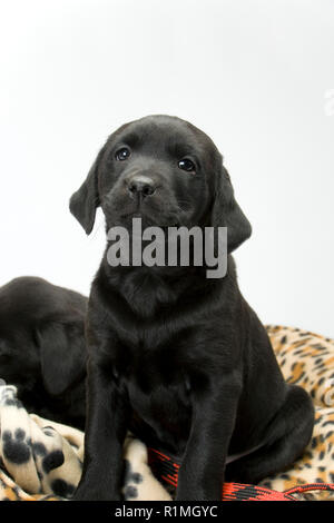 Studio shot on white seamless d'un chiot labrador noir assis sur un lit de chien de plomb, regardant la caméra Banque D'Images