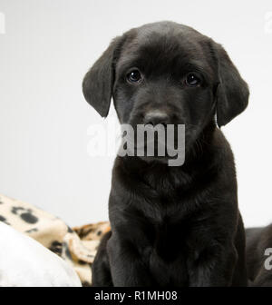 Studio shot on white de transparente un mignon chiot labrador noir assis regardant la caméra Banque D'Images