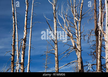 Les chicots d'incendie de forêt le long de trois petits ruisseaux Lake Trail, forêt nationale de Deschutes, Oregon Banque D'Images