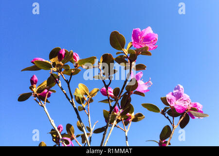 Ledebourii Rhododendron en fleur. Montagnes de l'Altaï, république de l'Altaï, en Russie Banque D'Images