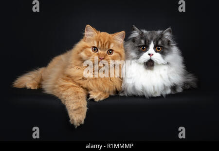 Superbe Duo D Une Fumee Noire Et Rouge British Longhair Chatons Chat Fixant Cote A Cote Avec Une Patte Accrochee A Bord A La Recherche D Appareil Photo Avec L Orang Photo Stock Alamy