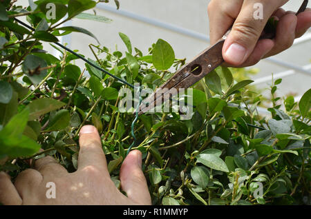 La torsion du fil dans les mains une haie avec des tenailles Banque D'Images