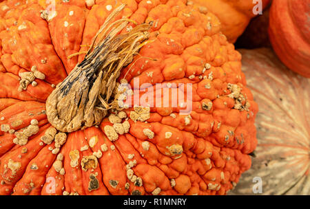 Nous savons que l'automne est ici lorsque affiche plein de citrouilles et courges afficher jusqu'au marché Banque D'Images