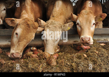 L'alimentation des bovins et des navets d'ensilage Banque D'Images