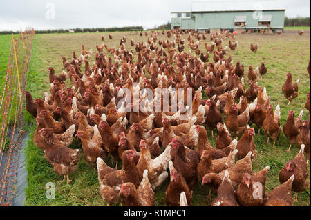 Oeufs de poules pondeuses Banque D'Images