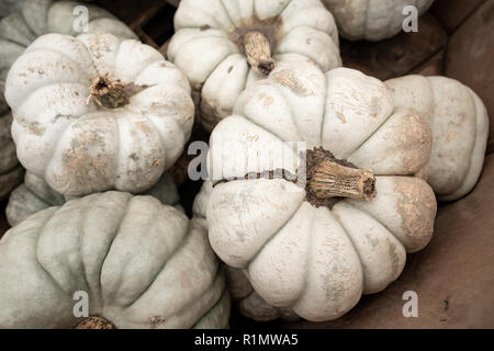 Nous savons que l'automne est ici lorsque affiche plein de citrouilles et courges afficher jusqu'au marché Banque D'Images