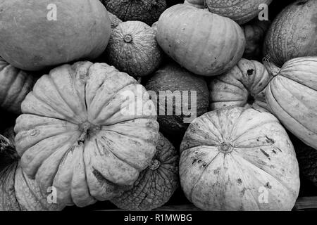 Nous savons que l'automne est ici lorsque affiche plein de citrouilles et courges afficher jusqu'au marché Banque D'Images