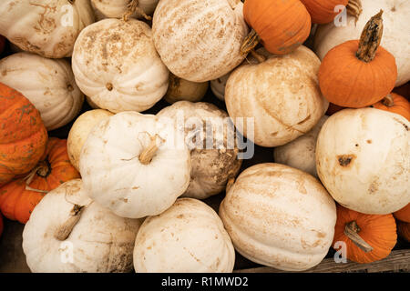 Nous savons que l'automne est ici lorsque affiche plein de citrouilles et courges afficher jusqu'au marché Banque D'Images