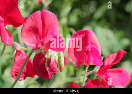 Lathyrus odoratus. Pois de ''Winston Churchill',un rouge profond, fortement grimpeur parfumés Banque D'Images