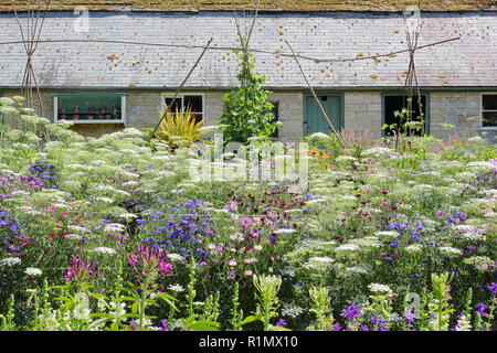 Affichage d'été de barbeaux et Ammi majus contre bean polesat Easton walled gardens, Lincolnshire, Angleterre, RU Banque D'Images