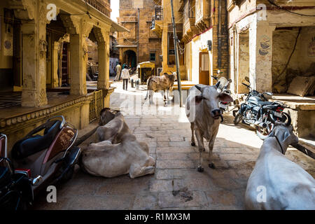 Les vaches sur la rue dans Jaisalmer. L'Inde Juin 2018 Banque D'Images