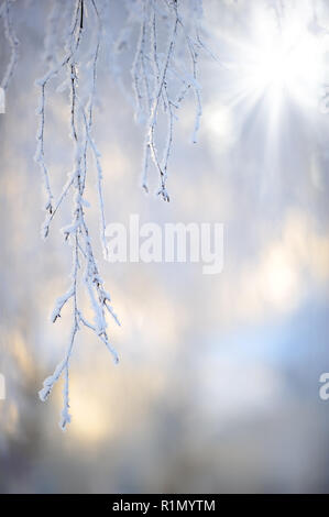 Frost couverts bouleau (Betula pendula) branches dans paysage d'hiver par le rétroéclairage de l'angle faible soleil. Focus sélectif et profondeur de champ. Banque D'Images