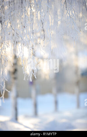 Frost couverts bouleau (Betula pendula) branches dans paysage d'hiver par le rétroéclairage de l'angle faible soleil. Focus sélectif et profondeur de champ. Banque D'Images