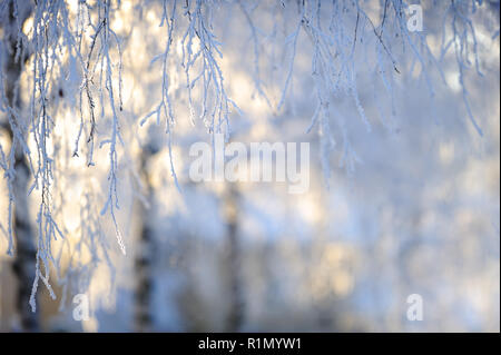 Frost couverts bouleau (Betula pendula) rétro-éclairage par les branches de l'angle faible soleil. Focus sélectif et profondeur de champ. Banque D'Images