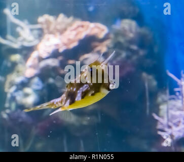 Longhorn cowfish boxfish ou cornus un drôle d'animal poisson aquarium tropical avec des baisers lèvres un portrait de la vie marine Banque D'Images