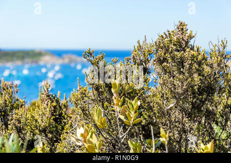 Le littoral à l'été l'île de Porquerolles Banque D'Images