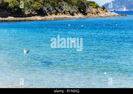 Le littoral à l'été l'île de Porquerolles Banque D'Images