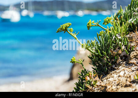 Le littoral à l'été l'île de Porquerolles Banque D'Images