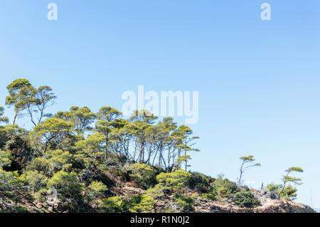 Le littoral à l'été l'île de Porquerolles Banque D'Images