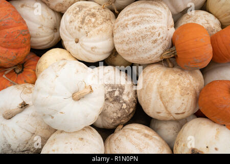 Nous savons que l'automne est ici lorsque affiche plein de citrouilles et courges afficher jusqu'au marché Banque D'Images