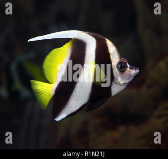 Pennant coralfish underwater Banque D'Images