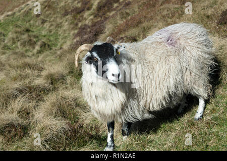 Un mouton dans le Peak District Banque D'Images