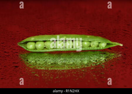 Une gousse de pois sur fond rouge. Banque D'Images