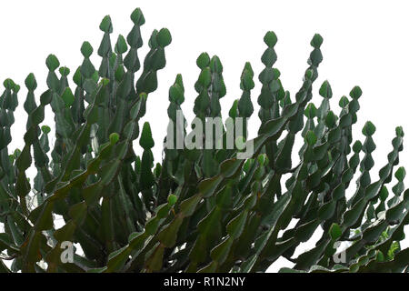 Euphorbia ingens succulentes des branches d'arbre. Banque D'Images