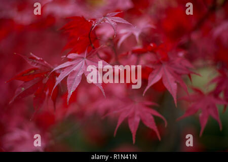 Feuilles d'érable japonais est devenu rouge en automne Acer japonicum ginnala érable japonais downy,érable fullmoon Banque D'Images