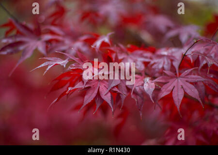 Feuilles d'érable japonais est devenu rouge en automne Acer japonicum ginnala érable japonais downy,érable fullmoon Banque D'Images