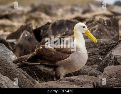 Albatros des Galapagos (Phoebastria irrorata), Punta Suarez, Espanola ou du capot, l'île de Galapagos, Equateur Banque D'Images