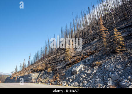 Arbres brûlés à côté de Medicine Lake dans le Parc National de Jasper, Canada. Il s'agit de l'reminents Juillet 2015 Excelsior de forêt dans la vallée de la Maligne. Banque D'Images