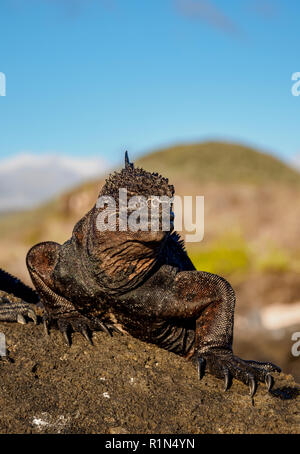 Iguane marin (Amblyrhynchus cristatus), San Cristobal ou Chatham Island, Galapagos, Equateur Banque D'Images