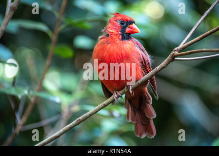 Le cardinal rouge perché sur un membre de l'arbre. (USA) Banque D'Images