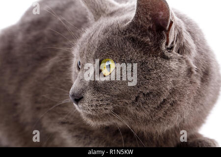 Portrait de chat sans race. Un simple chat gris Banque D'Images