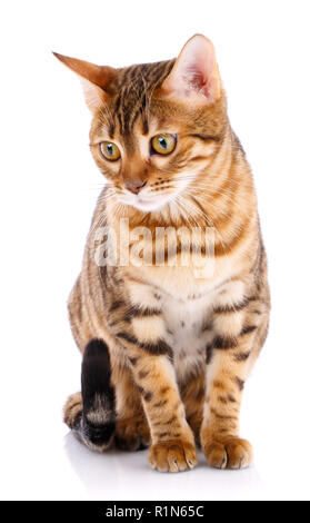 Bengal Cat pur-sang sur un fond blanc. Chat de race. Banque D'Images