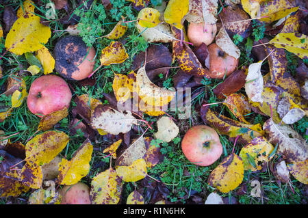 Feuilles aux couleurs automnales et pourriture des pommes sur le terrain dans un verger Banque D'Images