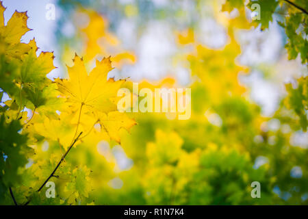 Paysage d'automne. Automne feuilles de chêne, l'accent très peu profondes. Banque D'Images