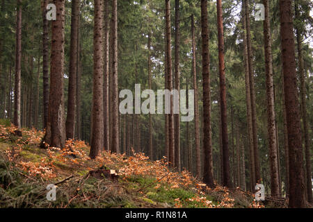 Erzgebirgischer Wald bei Rathen im Sommer. Banque D'Images