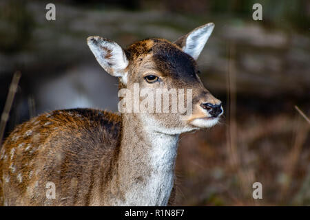 Portrait d'un jeune cerf comme close up avec l'accent sur la tête Banque D'Images