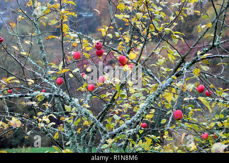 Les pommettes rouges poussant sur un pommier avec des branches couvertes de lichen en novembre dans les régions rurales du pays de Galles UK KATHY DEWITT Banque D'Images