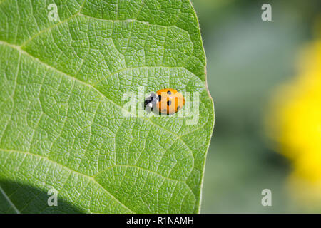 Septième place coccinelle sur une feuille. Banque D'Images